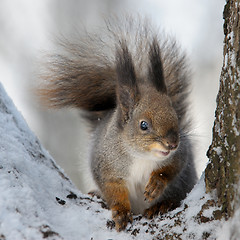 Image showing The squirrel.