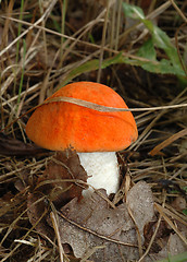 Image showing Orange cap boletus