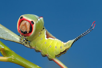 Image showing Caterpillar butterfly on a bush.