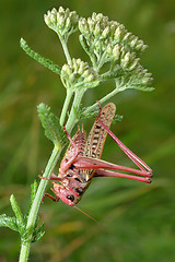 Image showing Unusual coloration.