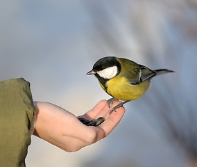 Image showing Titmouse on a hand.