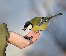 Image showing Titmouse on a hand.