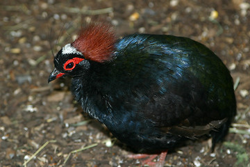 Image showing bird