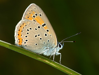 Image showing Butterfly on a blade of grass. 