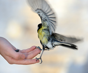 Image showing Titmouse on a hand.