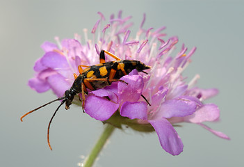 Image showing Longhorn beetle on a flower.