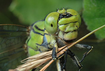 Image showing To keep for a straw.