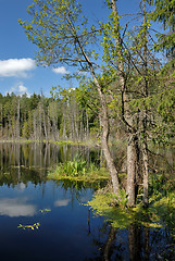 Image showing Wood lake