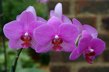 Image showing phalaenopsis