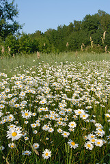 Image showing Blooming meadow.