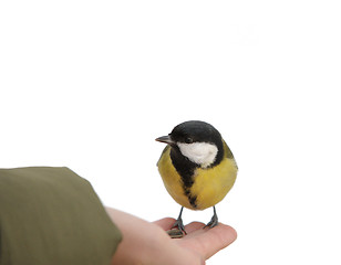 Image showing Titmouse on a hand.