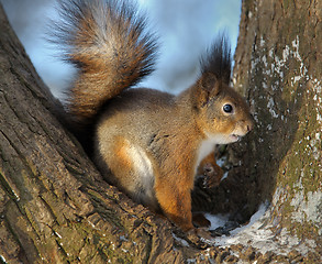 Image showing The squirrel.