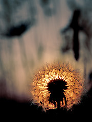 Image showing Dandelion on a sunset