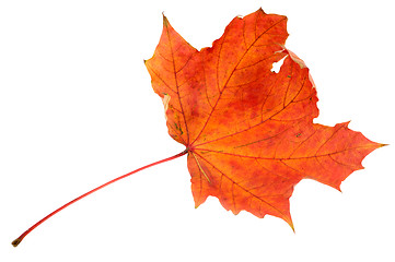 Image showing Red maple leaf, large DoF