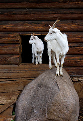 Image showing Goat and the kid