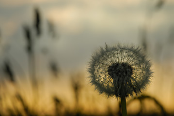 Image showing Dandelion on a sunset