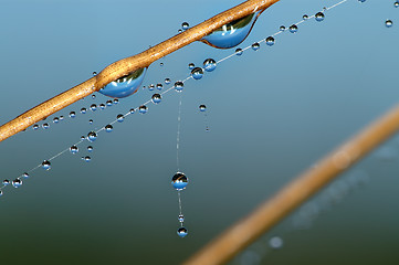 Image showing Drops on a blade.