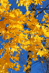 Image showing Autumn leaves.