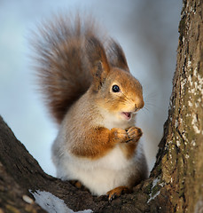 Image showing The squirrel.