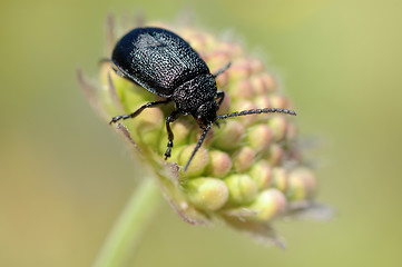 Image showing The beetle on a bud