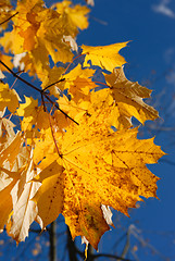 Image showing Autumn leaves.