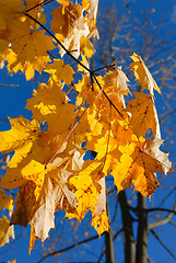 Image showing Autumn leaves.