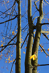 Image showing Autumn leaves.