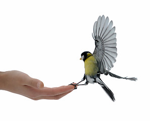 Image showing Titmouse on a hand.