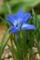 Image showing iris