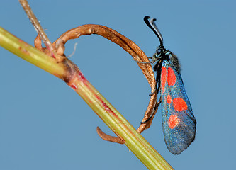 Image showing The butterfly Zygaena filipendulae