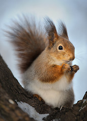 Image showing The squirrel.