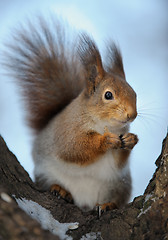 Image showing The squirrel