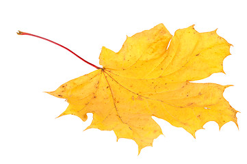 Image showing Yellow maple leaf, large DoF