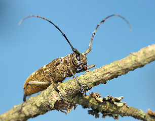 Image showing Beetle on a dry branch