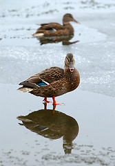 Image showing Ducks in the winter. 
