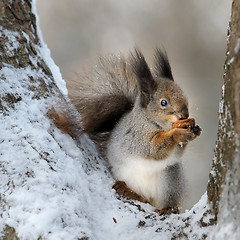 Image showing The squirrel with a nut.