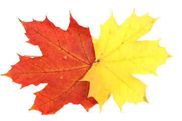 Image showing Maple leaves, large DoF