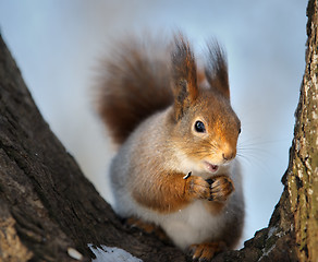 Image showing The squirrel.