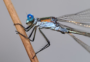 Image showing Dragonfly close 