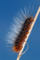 Image showing Hairy caterpillar