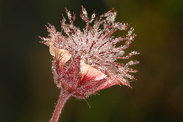 Image showing Flower in dew