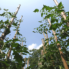 Image showing Tomato plants