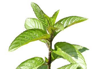 Image showing Peppermint isolated