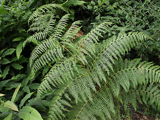 Image showing Fern