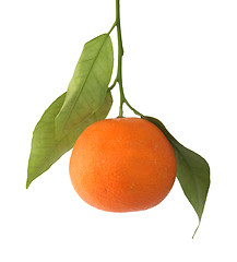 Image showing Tangerine