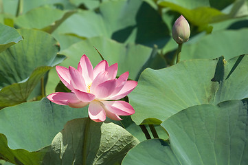 Image showing Pink lotus