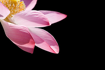 Image showing Lotus on black