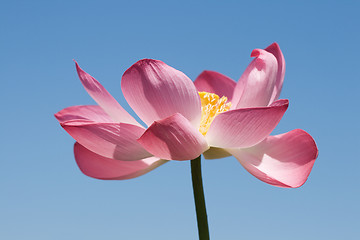 Image showing Lotus over blue sky