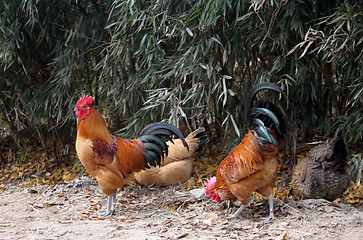 Image showing Roosters