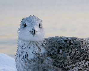 Image showing Frozen Seagull